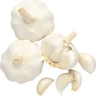 Steckzwiebel Knoblauch 'Flavor' Sperli 3 Stk. frühe Sorte