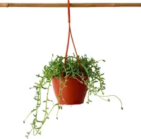 Náhrdelník s delfínom - Senecio peregrinus - Výška 10-20cm - ⌀12cm