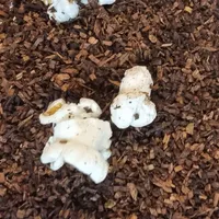Popcorn Honeybush Tee Naturideen® 100g