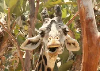3 D Ansichtskarte schmatzende Giraffe, Postkarte Wackelkarte Hologrammkarte Bild Giraffen