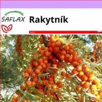 SAFLAX - rakytník - Hippophae rhamnoides - 40 Semená