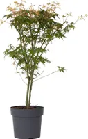 Japonský javor - Acer palmatum 'Katsura' - Výška 60-70cm - ⌀19cm