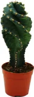 Cereus jamacaru "Spiralis" - špirálovitý kaktus v mini formáte - v 6,5cm kvetináci