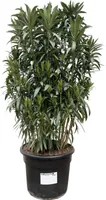 Vavrín ružový - Nerium Oleander ker - 190cm - ø55cm