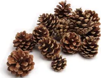 Tannenzapfen, Größe ca. 5-6cm, 1kg, ca. 50 Stk. | Pinus nigra