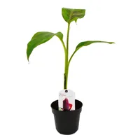 Zimovzdorný banán - Musa sikkemensis - Darjeelingský banán - 12cm kvetinác