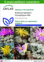 SAFLAX - Kvitnúce kamene / Conophytum Mix - Conophytum Mix - 40 Semená - S pestovateľským substrátom bez klíčkov