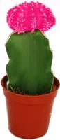 Gymnocalycium mihanovichii - Jahodový kaktus - ružový - 5,5cm kvetinác