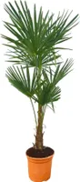 Trendyplants - Trachycarpus Fortuneii - Výška 150-170 cm - Odolná - Čínska palma - Záhradná rastlina - Veľkosť kvetináča Ø27cm