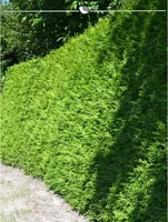 Lebensbaum Thuja Brabant 80-100 cm, 30x Heckenpflanze