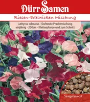 Dürr-Samen - Edelwicken Prachtmischung einjährig 200 cm - Saatgut - 0745