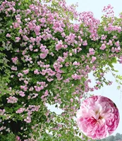 BALDUR Garten Rambler-Rosen 'Paul's Himalayan Musk Rambler', 1 Pflanze, Kletterrose, Schlingrose, winterhart mehrjährige Kletterpflanze, blühend, Rosa Hybride