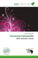 Acronicta Hamamelis