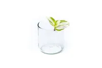 Gardners Tradescantia Brightness - odrezky na zakorenenie