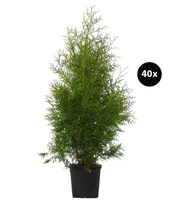 Dehner Thuja Lebensbaum Brabant, für 13 Meter Hecke, 100-125 cm, 40 x 7.5 l Topf, Heckenpflanze