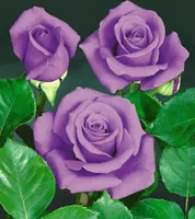 BALDUR Garten Rose Blue Saphir, 1 Pflanze, Beetrose winterhart, mehrjährig, blühend, Schnittblume, Rosa Hybride, Edelrose, robuste Pflanze, Rosen-Rarität