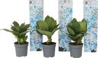 Hortensie - 3 Stk - Hydrangea macrophylla 'Bavaria' - Höhe 25-40cm - ⌀9cm