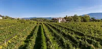 Blauburgunder Rosé - 2023 - Weingut Stroblhof
