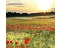 Glasbild Poppyfield 30x30 cm GLA1269