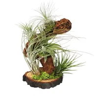 Tillandsien auf Wurzelbaum - gross - 5 Pflanzen