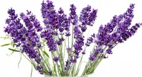 Lavendel - 100 Samen