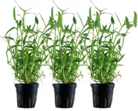 Aquarium Pflanze 3 Stück Murdannia keisak Bambus Wasserpflanze Tropica Nr.135 Set