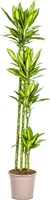 Drachenbaum 'Cintho' 130-160 cm - 3 Stämme - Dracaena fragrans 'Cintho' - Zimmerpflanze