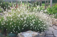 3 x Gaura lindheimeri 'Whirling Butterflies‘ (Stauden/Staude/Winterhart/Mehrjährig) Prachtkerze weiß - Dauerblüher - bienenfreundlich - Stauden Gänge