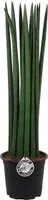 Sansevieria Cylindrica rovný cca 30 cm luk konopí tchýnin jazyk lepší ovzduší v místnosti
