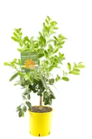 Buddhas Hand Pflanze 70-100 cm – Citrus Medica Sarcodactylis, Zitronenbaum, exotische Zimmerpflanze für Dekoration & Aromatherapie