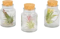 3x Tillandsien im Glas – Luftpflanzen – Zimmerpflanze – Pflegeleicht – ⌀7 cm – ↕12 cm