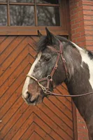 Sidepull, Farbe:dunkelbraun, Groesse:Vollblut