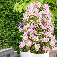 Bakker.com - Clematis 'Piilu', Der topf / Ø 9cm / Lieferhöhe 20-25cm