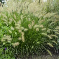 6 x Nízka mihuľa - Pennisetum Alopecuroides - kvetináč 9cm x 9cm