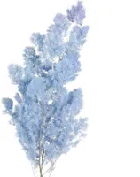 Hellblauer Federspargel Deko Asparagus Trockenblumen 55-70cm