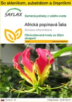 SAFLAX Kultivačný set - Africká popínavá ľalia - Gloriosa rothschildiana - 15 Semená - S mini skleníkom, pestovateľským substrátom a 2 črepníkmi