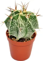 Astrophytum ornatum - biskupská čiapka - v kvetináči 5,5 cm