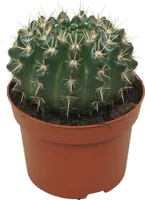 Kaktus - Notocactus submammulosus - Parodia - jednoduchá starostlivost o kaktus - 12cm kvetinác