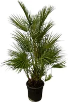 Trendyplants - Chamaerops Humilis krzew - Wysokość 120-140 cm - Europejska palma karłowata - Odporna - Roślina ogrodowa - Rozmiar doniczki Ø24cm