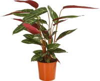 Dehner Korbmarante Magicstar, Calathea sanguinea, ca. 65-75 cm, Ø Topf 17 cm, Zimmerpflanze