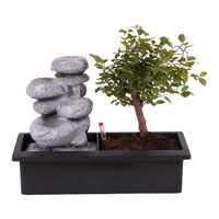 Bonsai - Domáca rastlina - ⌀29cm - Výška 25-35cm