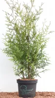 Thuja occidentalis 'Brabant', Lebensbaum, grün, 80–100 cm