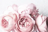 Radiatorabdeckung – Rosa Magnetmatte 60x100 cm Elegante Blumen Pfingstrosen Moderne romantische Dekoration Heizkörperabdeckung