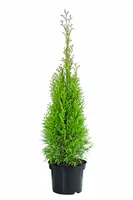 Dehner Lebensbaum Smaragd, Thuja für 20 Meter Hecke, ca. 40-60 cm, 80 x 3 l Topf, Heckenpflanze