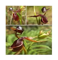 20x Caleana major fliegende Ente Orchidee Garten Pflanzen - Samen #110