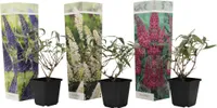 Budleja Dávidova - 3 ks. - Buddleja davidii - Výška 25-40cm - ⌀9cm