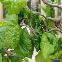 2 x lieskový ker - Corylus Avellana 'Contorta' - 40-60 cm nádoba 40-60 cm nádoba