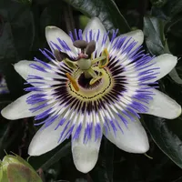2x Passiflora caerulea – Passionsblume – Kletterpflanze – Winterheart – ⌀15 cm – ↕ 60-70 cm