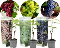 Traubenpflanzen - 3er Mix - Vitis - Weintraube - Topf 9cm - Höhe 25-40 cm