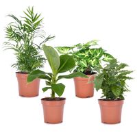 Plant in a Box - Vier Pflanzen - Chamaedorea, Musa, Syngonium, Coffea - Topf 12cm - Höhe 25-40cm